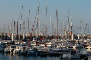 Enlèvement arbre urgence Le Havre
