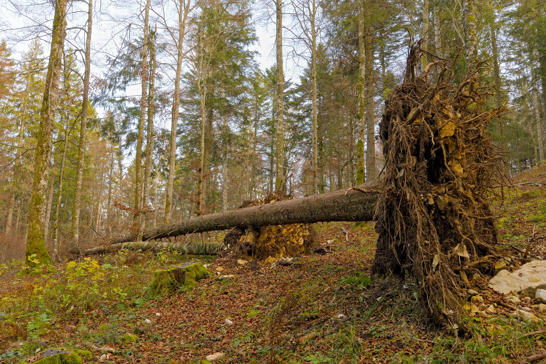 Enlèvement arbre urgence à Le Havre